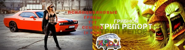 крисы Алзамай