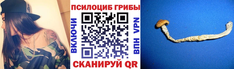площадка клад  Трубчевск  Псилоцибиновые грибы прущие грибы 
